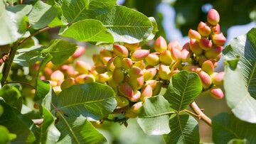 قیمت پسته بالاتر از همیشه