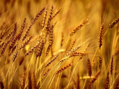 چشم‌انداز خودکفایی تقویت شد