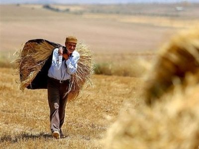 کمتر از ۴۰ درصد مطالبات گندم‌کاران پرداخت شده است
