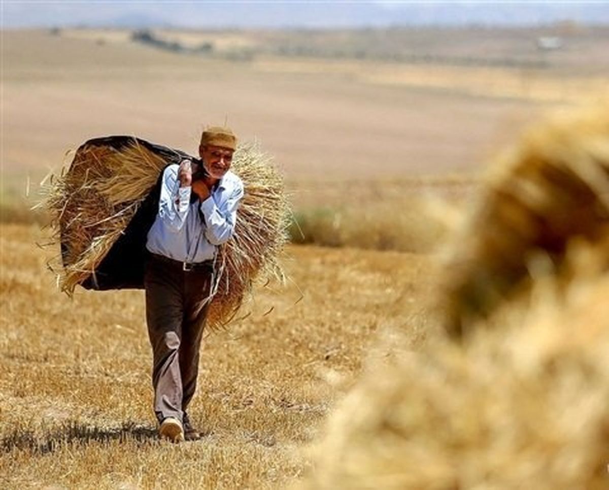 کمتر از ۴۰ درصد مطالبات گندم‌کاران پرداخت شده است