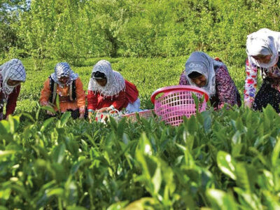 پرداخت مطالبات چایکاران به ۲ همت رسید