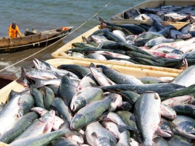 رفع ممنوعیت صادرات ۹۲ محصول شیلاتی